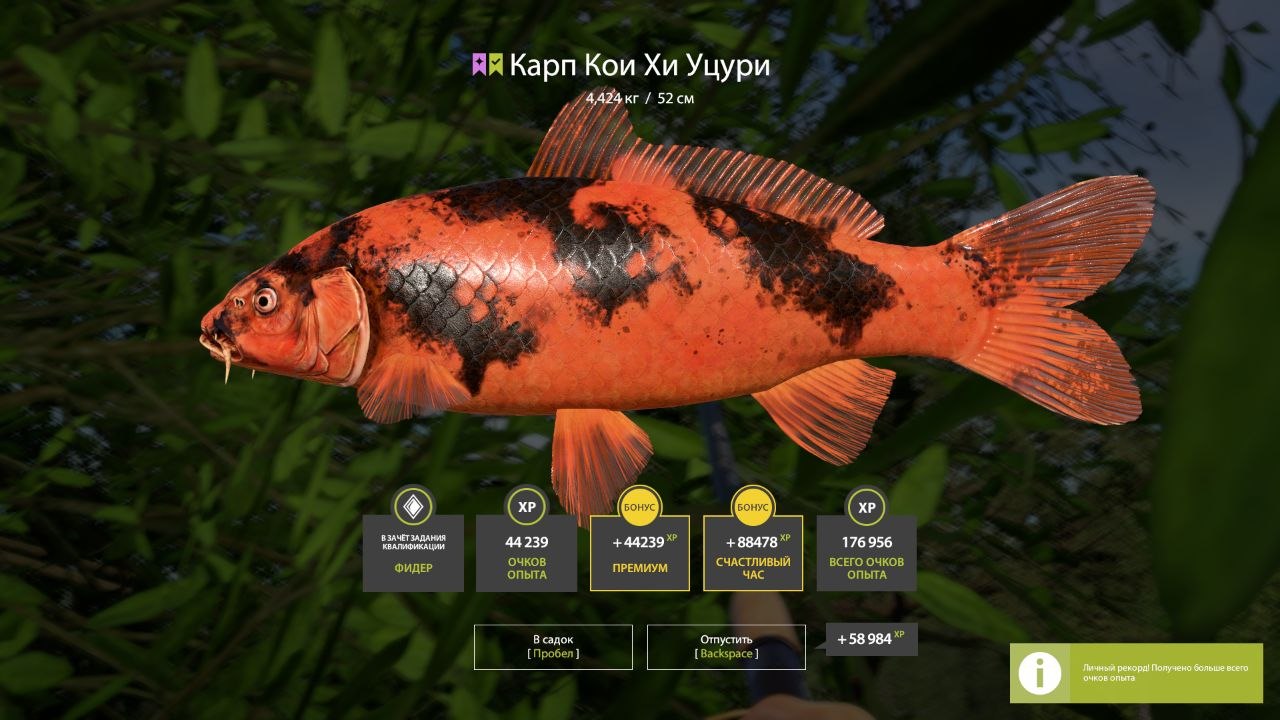 Улов (Карасекарп, Карп Кои Орэндзи Огон) на #фарм_rf4map в RF4