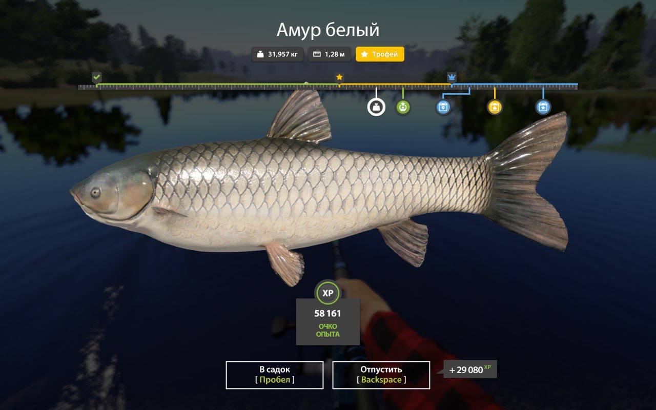 Улов (Амур белый) на #трофей_rf4map в RF4