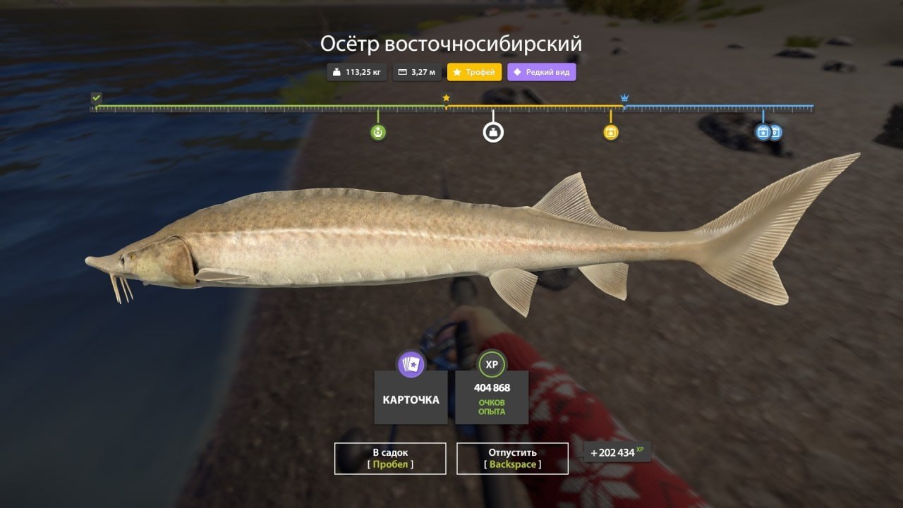 Улов (Осётр восточносибирский) на #трофей_rf4map в RF4