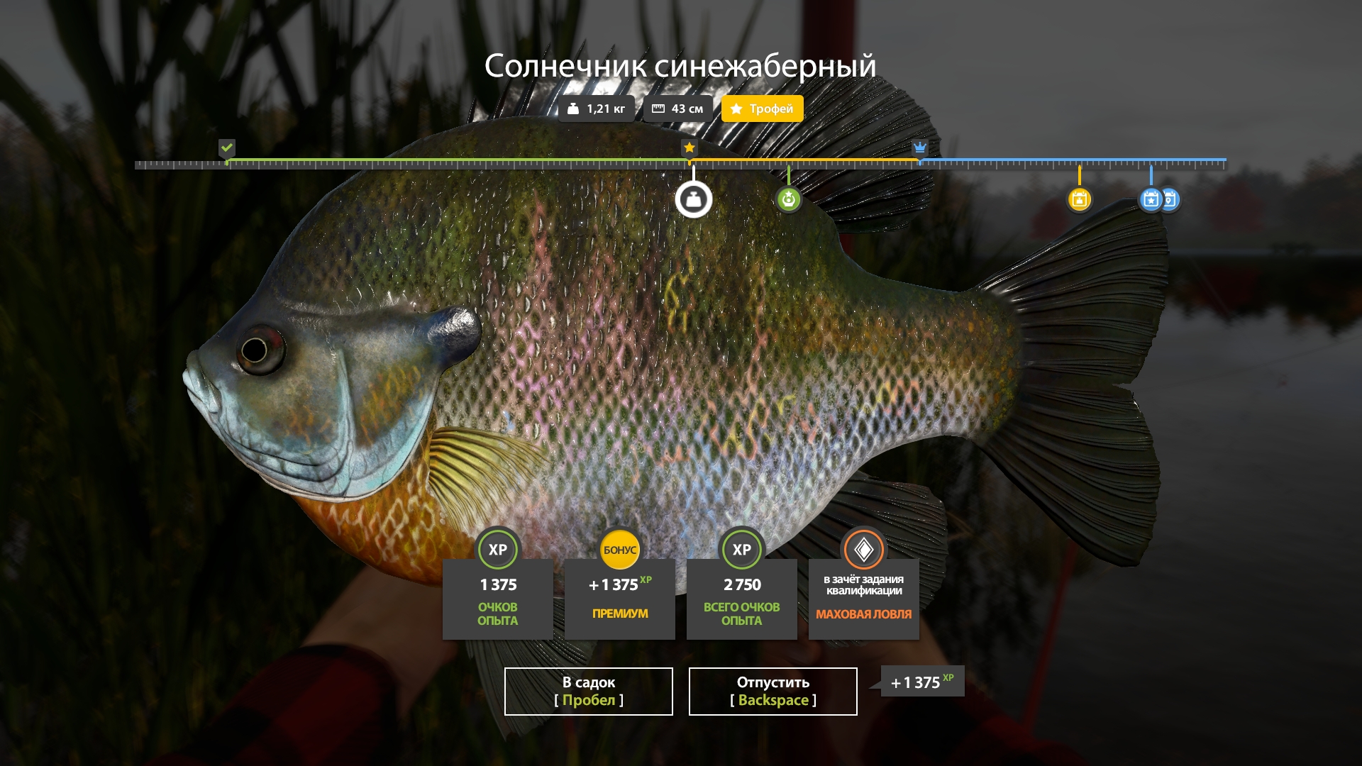 Улов (Краппи белый, Солнечник синежаберный) на #трофей_rf4map в RF4