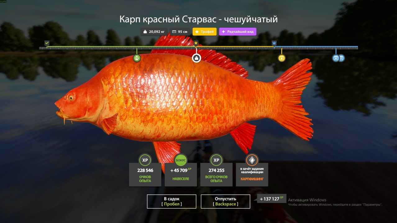 Улов (Карп красный Старвас - чешуйчатый, Карп линейный, Карп рамчатый) на #трофей_rf4map в RF4