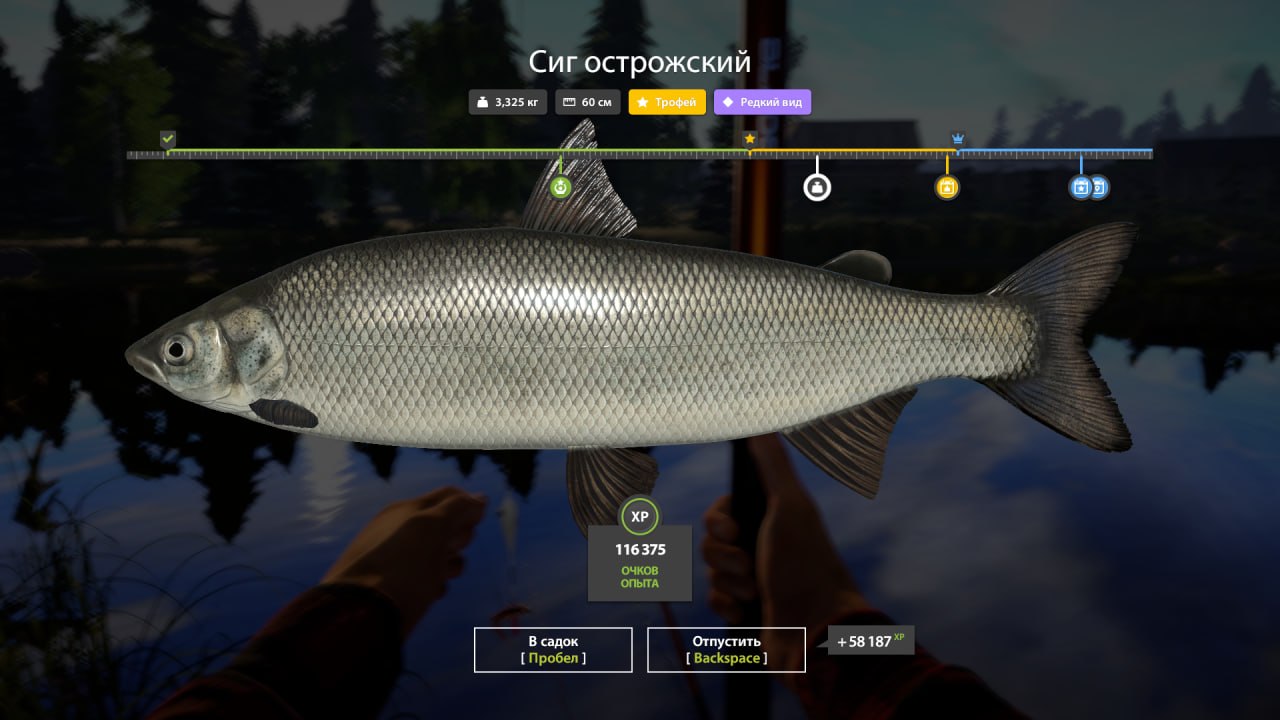 Улов (Сиг острожский) на #трофей_rf4map в RF4
